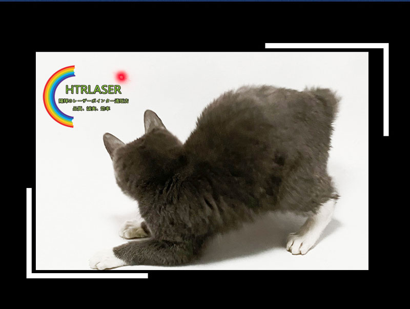 猫とレーザーポインター