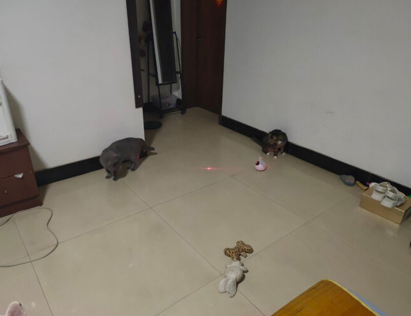 猫レーザーグッズ