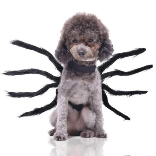 Halloween Pet Spider Clothes Simulation Black Spider Puppy Cosplay Costume For Dogs Cats Party Cosplay Funny Outfit