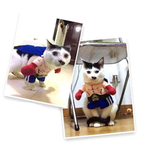 Funny Dog Cat Costumes Pet Boxer Cosplay Clothing Halloween Puppy Dogs Costume Accessories