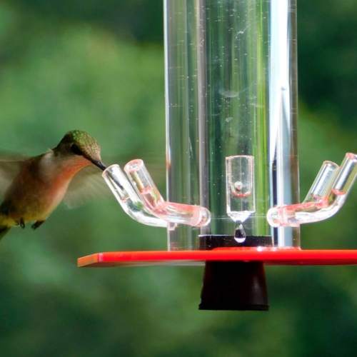 Creative Bird Water Drinker Cup