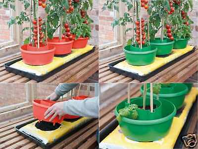 GARDEN TOMATOES TOMATO BEAN PLANT HALO HALOS GROW BAG WATERING POT PLANT GROW