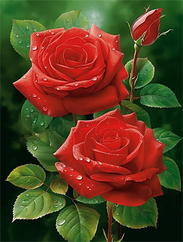 Rose Paint By Numbers Kits UK MJ2707