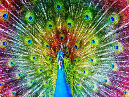 Peacock Paint By Numbers Kits UK DS41265095