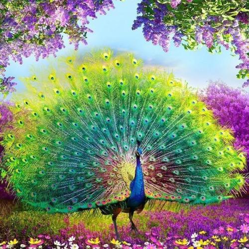 Peacock Diy Paint By Numbers Kits UK For Adult Kids VM1040