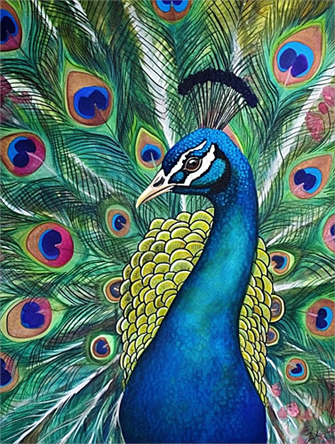 Peacock Paint By Numbers Kits UK MJ1621
