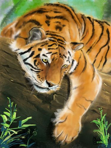 Tiger Paint By Numbers Kits UK SS1887817654