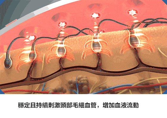 196b07f3e0033e84 生薑何首烏養髮洗髮乳