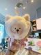 2021 Pink Sakura Cat Cap Cute Bear 19oz Glass Cup Tumbler