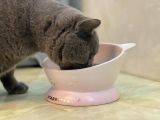 Starbucks 2022 China Sakura Blossom 16oz Pet Bowl