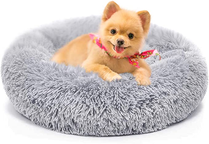 dog flatulence remedy