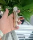 【温感変色】ジェリーリップスティック 金箔入り、ドライフラワー、温感変色、高保湿力、シワ改善、落ちにくい