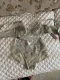 【三花棉業】性感網紗蕾絲內衣