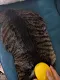 犬猫用電動スプレーマッサージブラシ