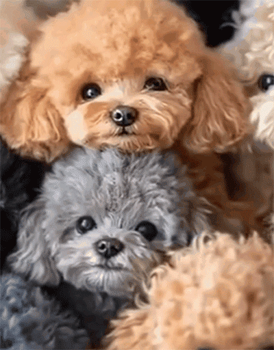 子犬型ペットロボット