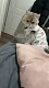 プアインタ 毛玉ケアタブレット 猫用