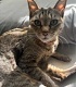 プアインタ 毛玉ケアタブレット 猫用
