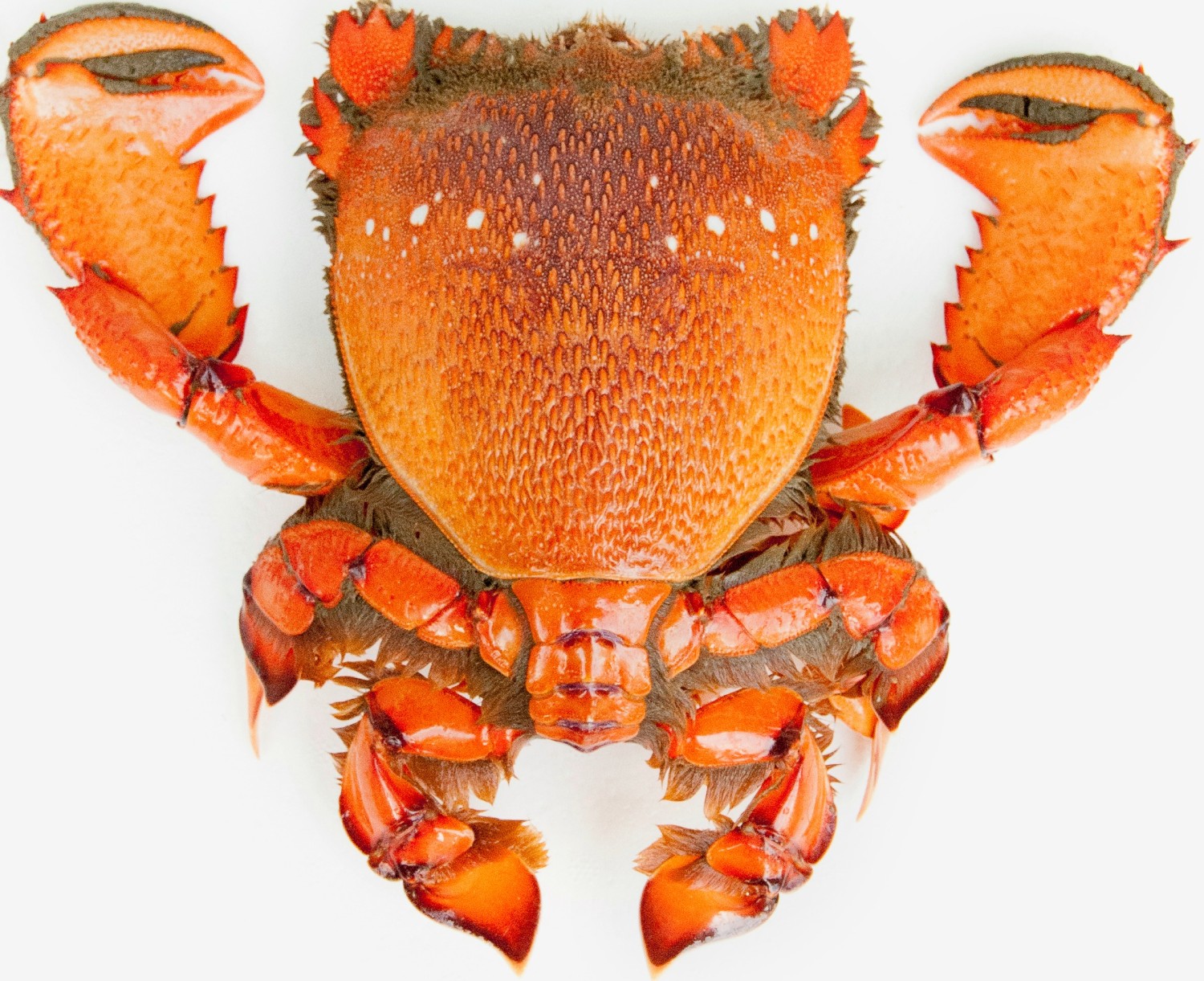 US 10.95 🔥Selling🔥 1kg Live SpannerCrab Premium Fresh Food