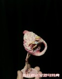 【Pre order】DX Studio - One Piece Donquixote Doflamingo