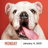 Dog Print Calendars Tear off Calendar 2021 2022 Customized Daily 365 Pages Desktop Table Advent Office Calendar with Back stand