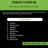 Calendars Tear off Calendar 2021 2022 Customized Daily 365 Pages Desktop Table Advent Office Calendar
