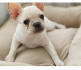 Super Soft Memory Foam Pet Beds Cushion For Dogs