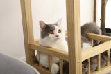 Wooden Elegance Luxury Pet Shelf Table Stool Cozy Cat Furniture With Removable Long Fur Mat
