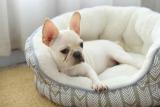 Fashionable And Soft Material Pet Bed For Dog,Wholesales Pet Shop Products