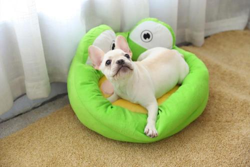 Wholesales Pet Shop Products,Cute Dog Bed