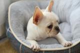 Warm Home Soft Plush Pet Cat Cuddler Cozy Comfortable Indoor Dog Sleeping Bed