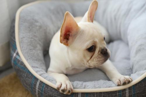 Warm Home Soft Plush Pet Cat Cuddler Cozy Comfortable Indoor Dog Sleeping Bed