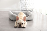 Graphene Material Pet Sofa Deodorization Anti-Bacteria  Health Soft Dog Bed