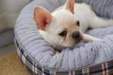 Round Design Super Soft Stylish Innovative Dog Bed