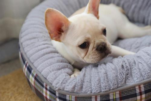 Round Design Super Soft Stylish Innovative Dog Bed