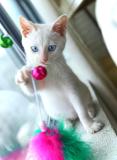 Professional Made Fashion Interactive Cat Toy