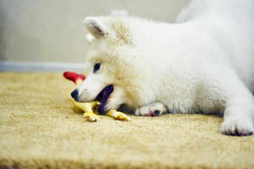Wholesale Lovely Dog Toys With Factory Price