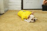Dog apparel pet clothes,display pet clothes dog