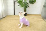 dog clothes pet accessories display,pet clothes dog