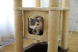 Short Plush Cover Kitty Climbing Furniture Sisal Post Rotating Ball Cat Scratching Tree