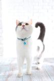 Personalized small cat collar,pattern cat collar