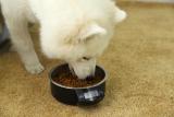 Wholesale stainless steel dog bowl,automatic dog feeder