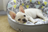 custom memory foam pet round dog bed