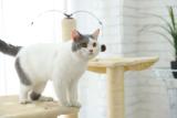 Short Plush Cover Kitty Climbing Furniture Sisal Post Rotating Ball Cat Scratching Tree