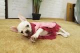 Fashionable pink pet dog clothes