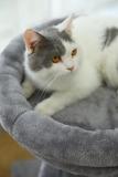 cat scratcher tree beds,cat tree toy