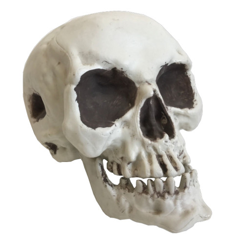 Halloween Life Size Replica Realistic Human Skull White Head Bone Model