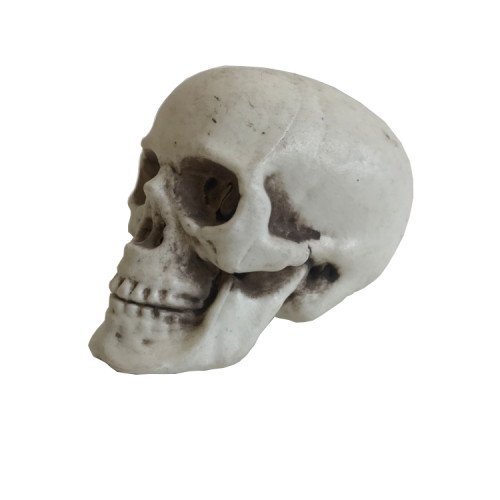 Halloween Life Small Size Replica Realistic White Human Skull Head Bone Model