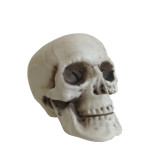 Halloween Life Small Size Replica Realistic White Human Skull Head Bone Model