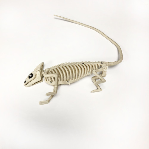 Plastic Life Size Toy Halloween Prop Skeleton