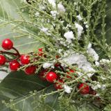classic green leaves with snow and red berries Christmas wreath for Christmas and home decoration